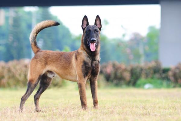 “把主人的命令當聖旨”的幾種狗，你更喜歡哪一種？