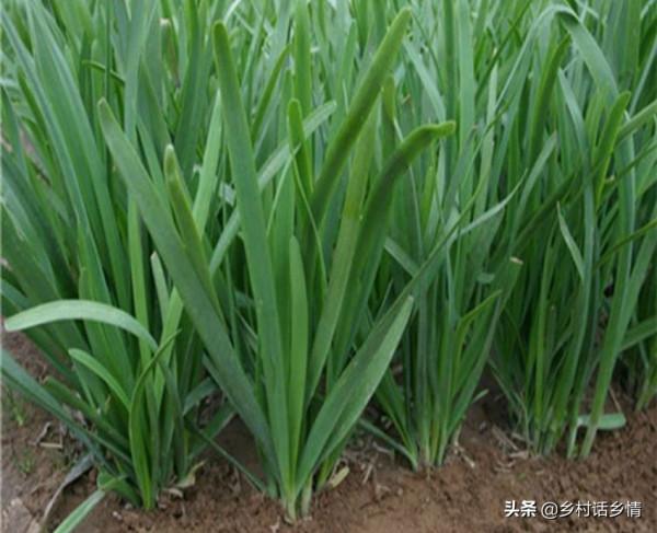 韭菜、大蒜冬前做好三點,來年出苗齊、粗壯不幹尖,產量倍增 韭菜、大蒜冬前做好三點,來年出苗齊、粗壯不幹尖,產量倍增