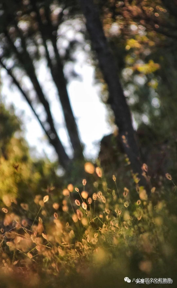 這十條來八公山的理由，看完你還不心動嗎？