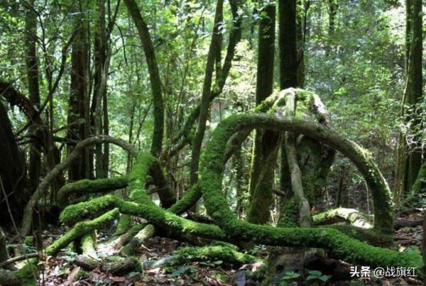 深山哨所戰士，手榴彈炸魚招呼學生連，味道鮮美一生難忘