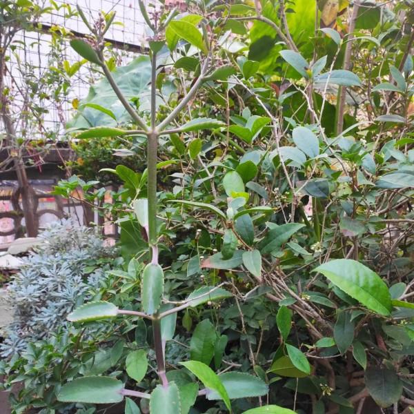 早安,努力工作!努力養多肉 早安,努力工作!努力養多肉