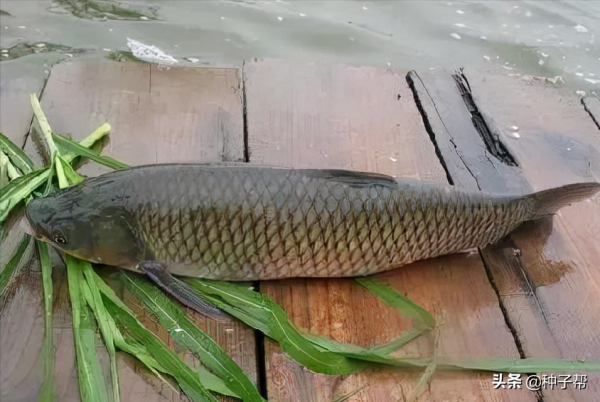 蘇丹草，草質柔軟，牛羊魚更加愛吃，畝產8000kg，既抗旱又耐澇