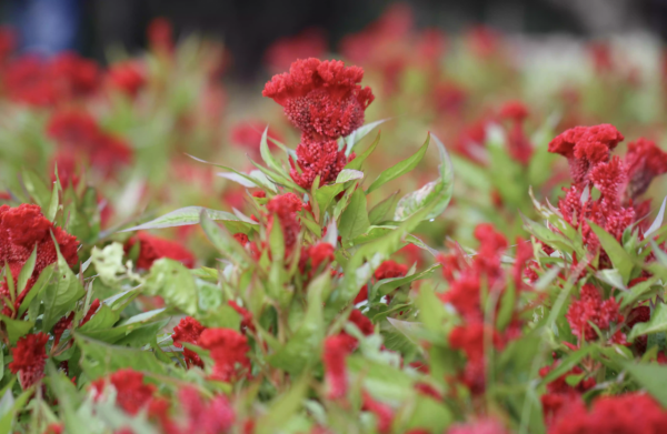 30種適合懶人養的花卉植物，漂亮易打理、適應性強，超級美