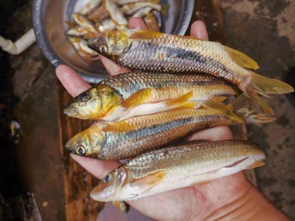 深山溪流裡的精靈，現已不常見的魚種，你們那裡是否還常見？