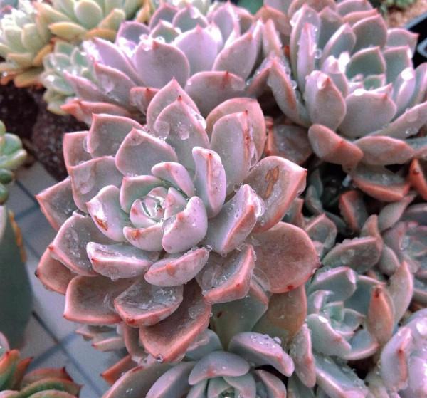 北方有佳人,絕世而獨立,養好多肉紅粉佳人,只需要做好這幾點 北方有佳人,絕世而獨立,養好多肉紅粉佳人,只需要做好這幾點