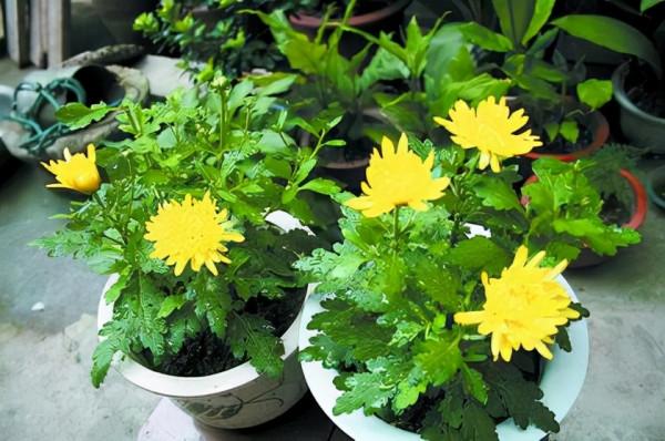 這8種花，專挑冬天開，爆盆猛、顏色豔、好養活，過年必備