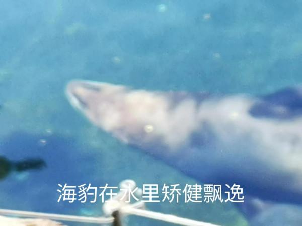 奧克蘭動物園一日遊