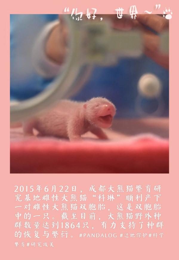 鏡觀中國丨大熊貓的30張拍立得：一部保護“滾滾”的PLOG