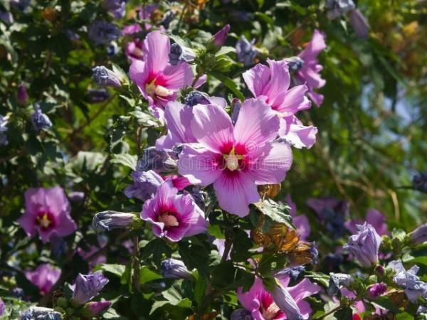 這6種花，栽到院裡不用管，年年到時間就開花