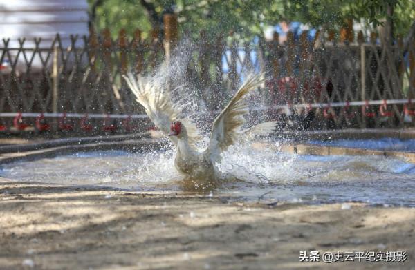 萬畝棗園裡農村女子養殖一種“怪鳥”,能下蛋能賣肉,看看啥情況 萬畝棗園裡農村女子養殖一種“怪鳥”,能下蛋能賣肉,看看啥情況