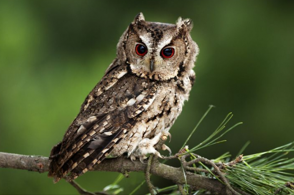 東江攬勝:收集常見鳥類圖譜之猛禽篇,攝鳥人自留地,建議收藏 東江攬勝:收集常見鳥類圖譜之猛禽篇,攝鳥人自留地,建議收藏