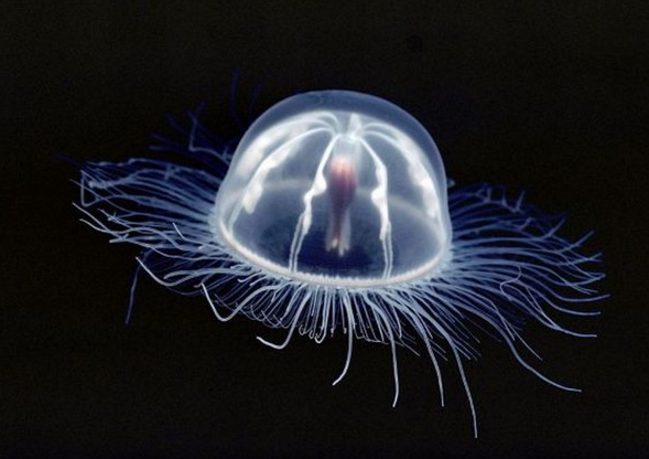 另闢蹊徑！陸地上的生物為了“隱身”，把自己壓成了“餅”