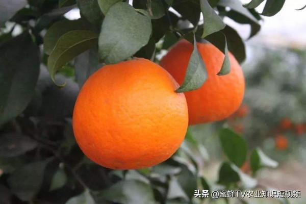 柑橘採摘後，為什麼要快速恢復樹勢？有哪些管理注意事項？