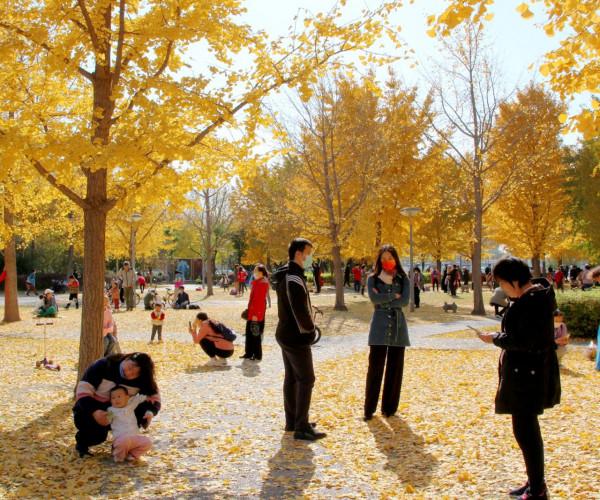 去奧森公園，盡享“京”彩秋色 #秋日好時光##小生活，大財富#