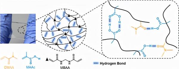 華南理工大學：具有動態 H 鍵的堅韌水凝膠：結構異質性和機械效能