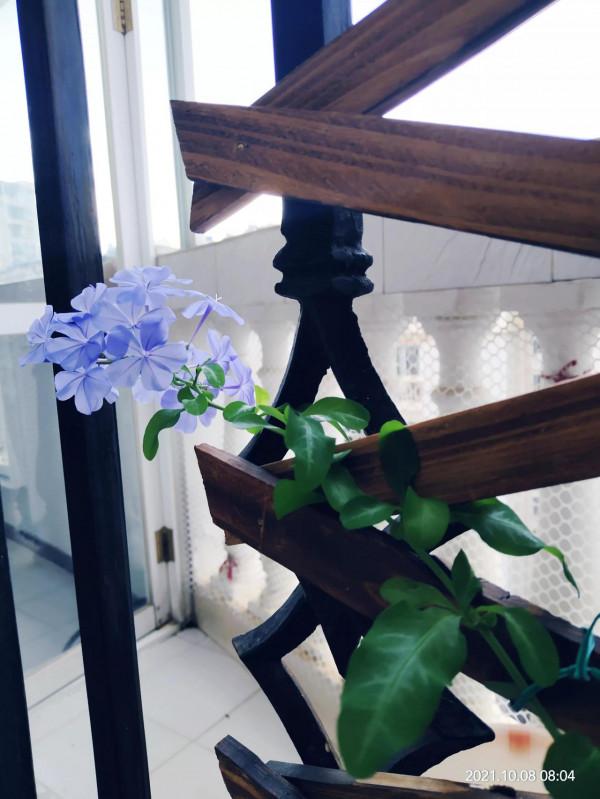 花架終於到了，老公說要把它砸了，還要丟掉我所有花……