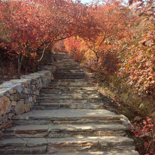 賞秋聖地坡峰嶺 賞秋聖地坡峰嶺