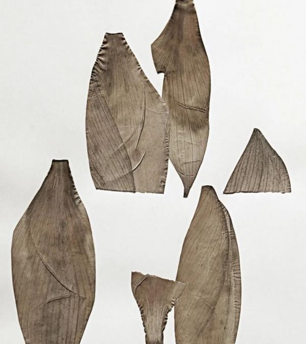 142個從新綠到化石的生命故事 142個從新綠到化石的生命故事