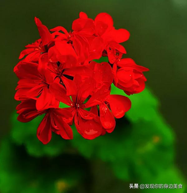 傲霜菊花奪人眼