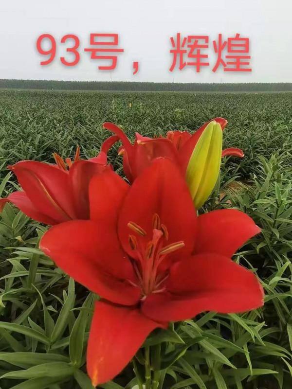 百合花也有春天