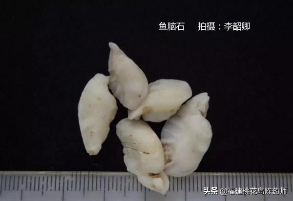 分享李紹卿老師拍攝的三十四種動物藥