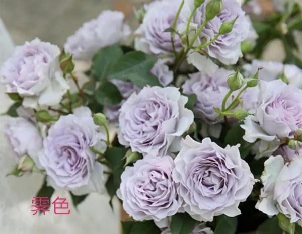 今天再給花友們解紹另一款國月新品種——霽色