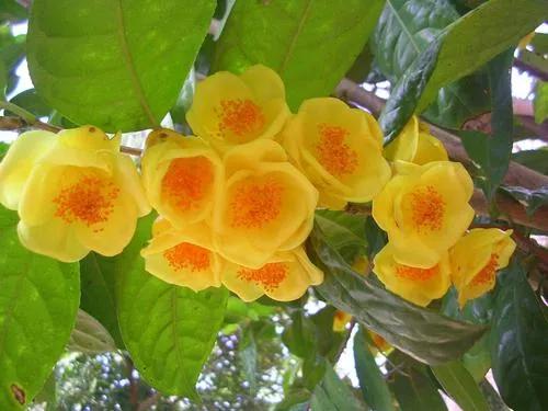 自帶富貴氣而比較昂貴的花