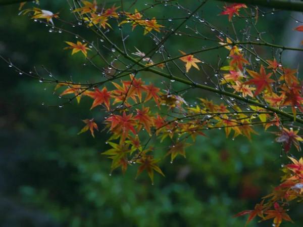 一葉一知秋 一葉一知秋