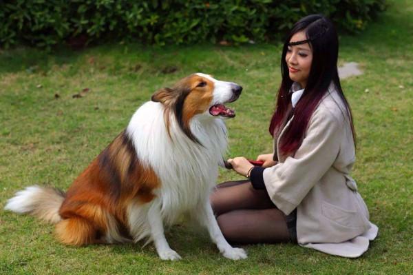 狗狗一見面,為什麼會先“聞屁股”?科學研究這是彼此交流的方式 狗狗一見面,為什麼會先“聞屁股”?科學研究這是彼此交流的方式