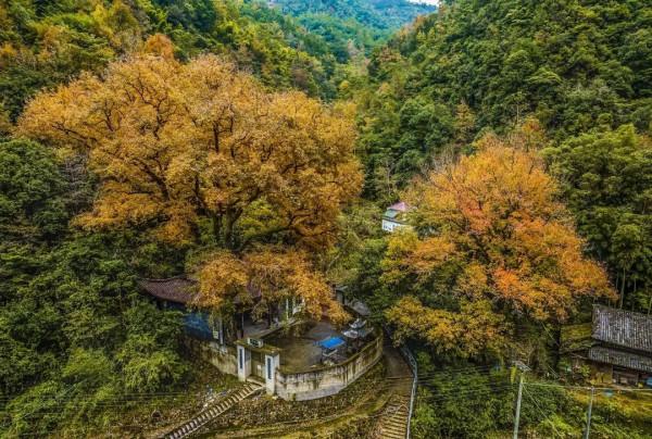 楓葉紅、銀杏黃……這個季節的瑞安，美得藏不住了