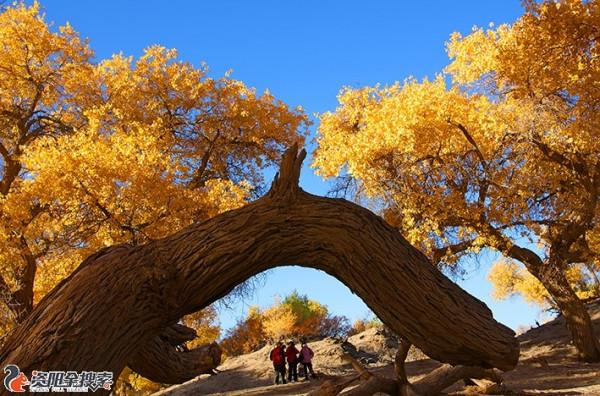邂逅醉美金秋胡楊林