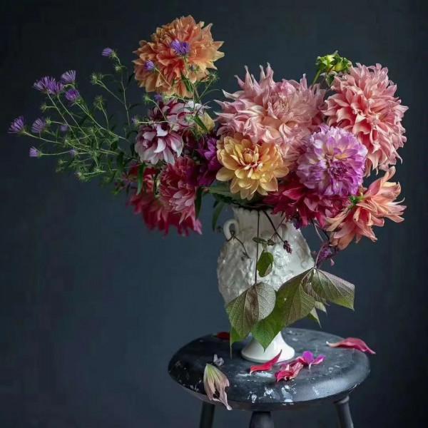 植庫‖豐富多彩的大麗花竟被冠為慘案之名？