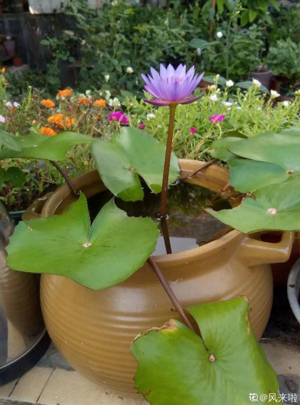 30℃高溫，“胖麗麗”丟院子裡，照樣開不停，真堅強