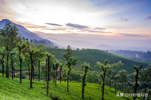 科學家稱：發現可以生產“石油”的樹，或有望解決能源危機問題？