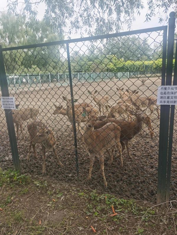 南海子公園咋恁美？