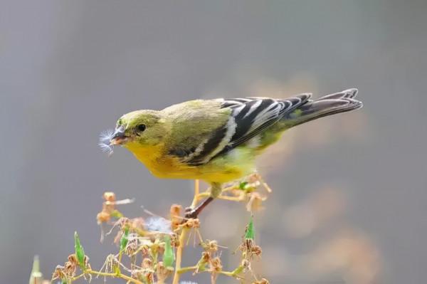 50只美麗的鳥兒，鳥語花香，鶯歌燕舞，真的太美了