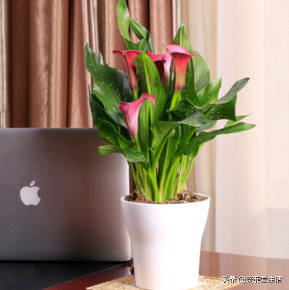 8種“喜水花”，不怕澆死了，越澆水長得越旺，手不勤養不活