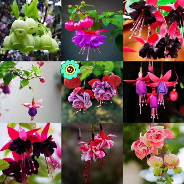 10種“喜陰花”，好養又漂亮，光線不好養一盆，北陽臺也能美美噠