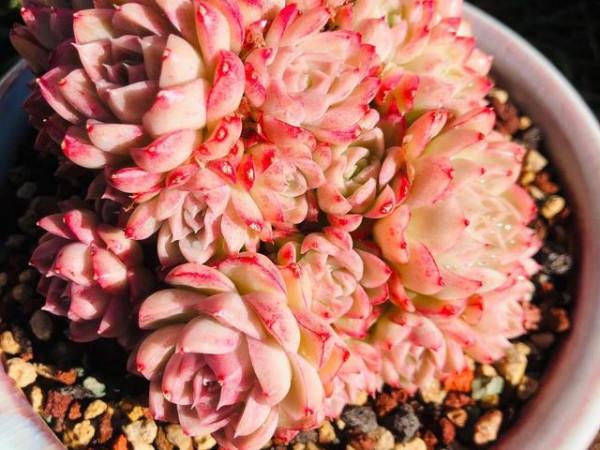 女王玫瑰，價格和顏值都很分裂的一款多肉，號稱月影系的顏值擔當