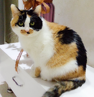 這輩子,請一定養一隻三花貓 這輩子,請一定養一隻三花貓