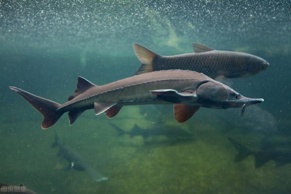 河北清漳河出現大量“鱘魚”，釣友人均釣幾十斤，不違法嗎？