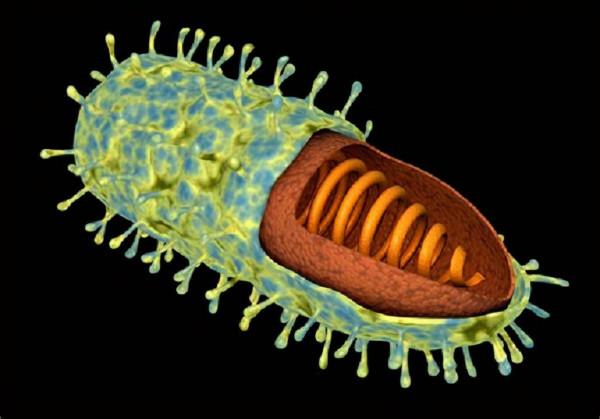 馬島獴:獅身狗嘴貓鬍鬚,如同“縫合怪”,是怎麼進化成這樣的? 馬島獴:獅身狗嘴貓鬍鬚,如同“縫合怪”,是怎麼進化成這樣的?