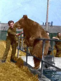 二戰中“最神秘”的戰士：它不是一個人，而是一頭無所畏懼的大熊