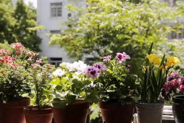 2樓打造12㎡“露臺花園”,一壼茶,一本書,就能坐上一整天 2樓打造12㎡“露臺花園”,一壼茶,一本書,就能坐上一整天