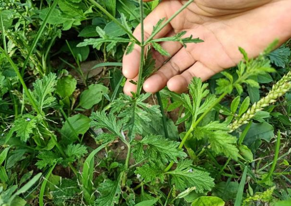 農村人釀酒,4種“野草”別錯過,都是“制曲”的好材料,漲知識 農村人釀酒,4種“野草”別錯過,都是“制曲”的好材料,漲知識