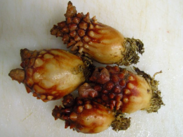 “反向進化”吃掉自己大腦，想變植物卻成食物的動物，不走尋常路