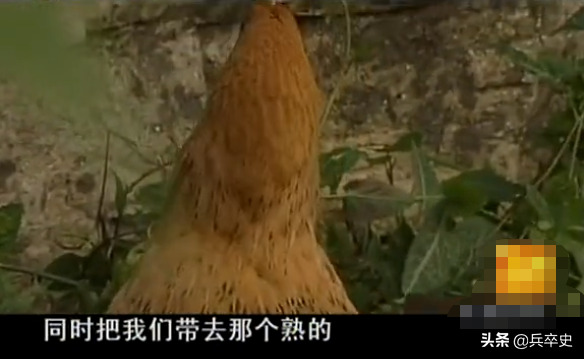 真實故事：湖南7歲男童意外掉進天坑，叢林生存8年成嗜血“野人”