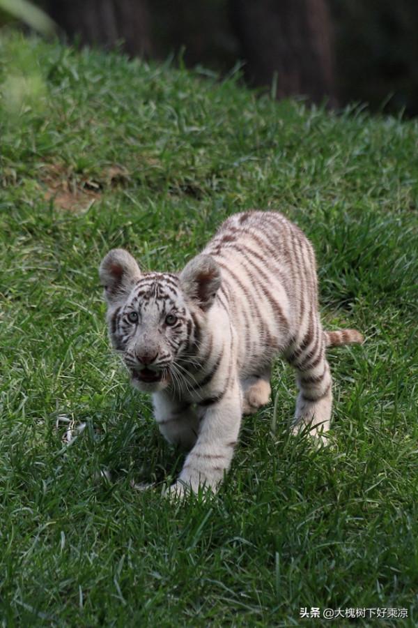 北京野生動物園的小老虎太萌、太可愛