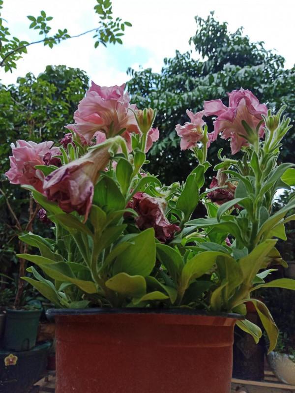 #陽臺小花園#又添新品種