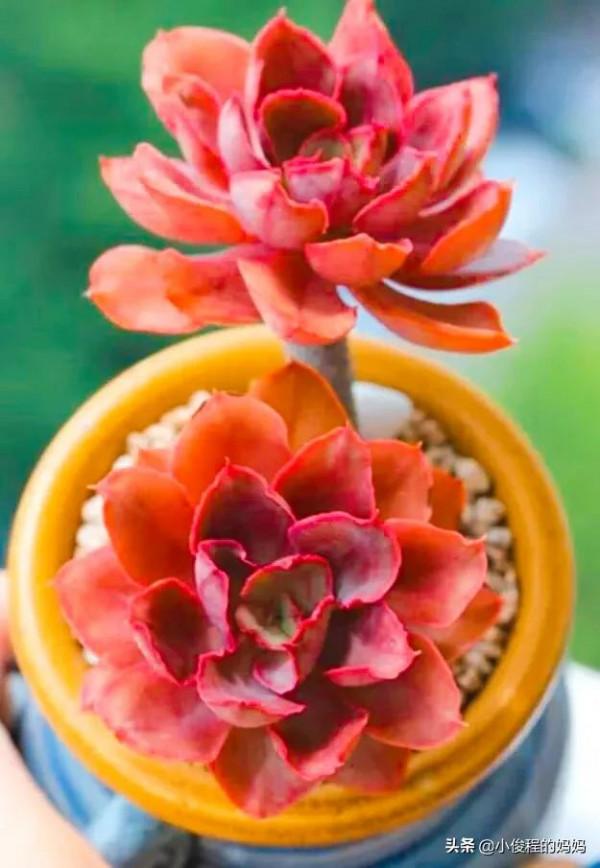 分享——石蓮花